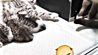 funny cat videos - part 5