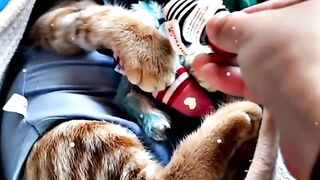 funny cat videos - part 7
