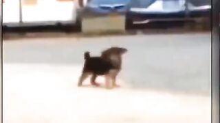 cute dogy