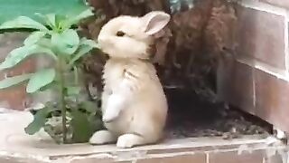 Ну разве не прелесть