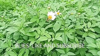 Lebah Flower