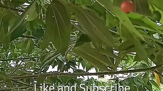 Gerzen Fruit