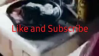 Tune Fish