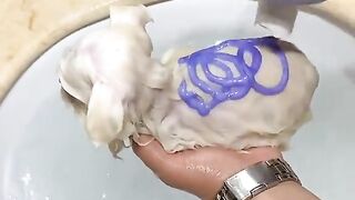 Lulu-da-pomerânia bonitinho