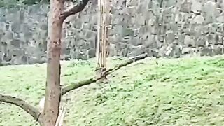 Ох уж эти панды!