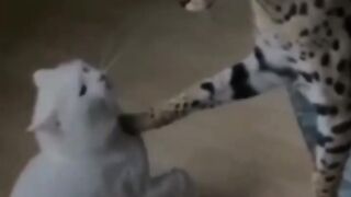 Viral funny animal video ????????????