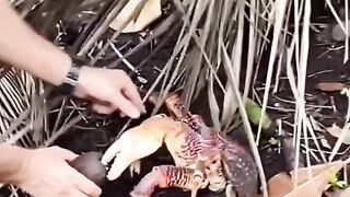 how big is the giant coconut crab