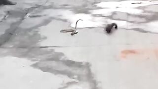 New Vedio Snake