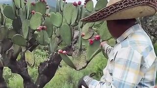 have eaten cactus fruit