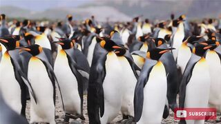 Penguin Playing