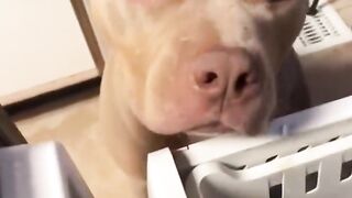 собаки pitbull