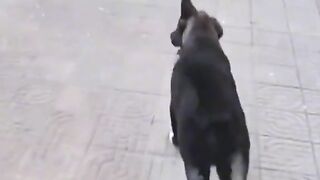 Pet Funny Compilation from Tiktok
