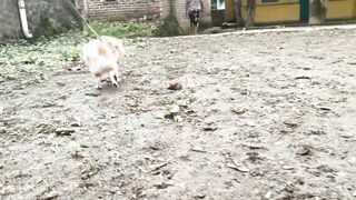 a small dog that looks a lot like a doll