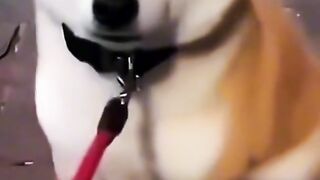 Funniest pet tiktok compilation