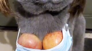 Funny pet tiktok compilation
