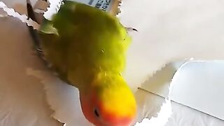 Parrot