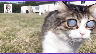 Blind cat so sad please more view for this cats and click on ads