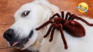 Funny animals video #viral #Febspot crazy animals more than cute animals
