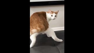 Funny cat