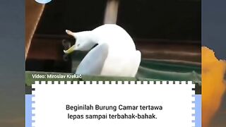 Dunia hewan