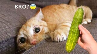 Funny animals video #viral #Febspot crazy animals more than cute animals