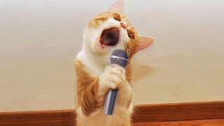 Funny animals video #viral #Febspot crazy animals more than cute animals