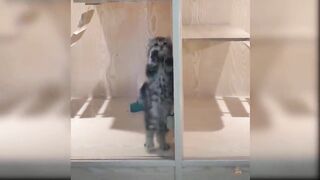 Vere cute kitten and cat videos????????????????