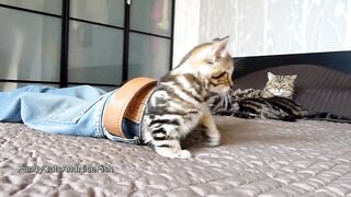 Vere cute kitten and cat videos????????????????