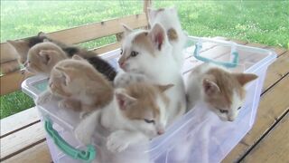 Vere cute kitten and cat videos????????????????