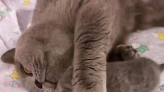 Vere cute kitten and cat videos????????????????