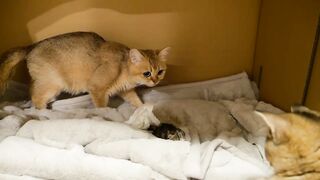 Vere cute kitten and cat videos????????????????