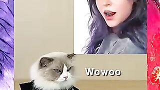 cat funny videos