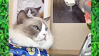 The very best and funniest CAT moments