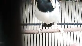 Jalak uren full gacor