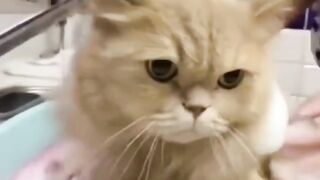 cute cat taking a bath
