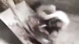 Akibat Terlalu kepo kucing ini kena Batu nya, Wkwkwk