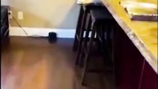 the funny behavior of cats, dogs and ducks