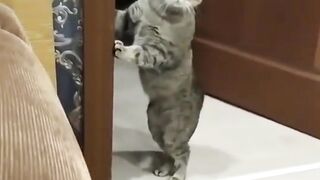 Kucing kepo, Ketika ada tetangga yang Lagi ribut, Wkwkwk
