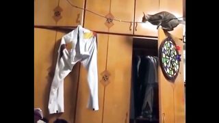 Most Popular Funny Cat Compilation 11