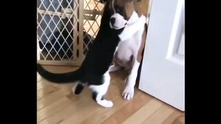 Most Popular Funny Cat Compilation 12