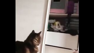 Most Popular Funny Cat Compilation 13