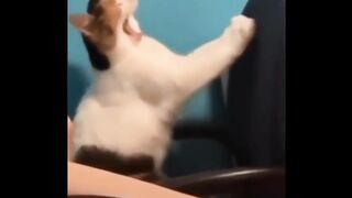 Most Popular Funny Cat Compilation 14