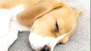 CACHORRINHO ENGRAÇADO
