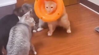 Most Popular Funny Cat Compilation 15