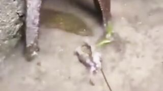 Finding giant eels to fish for