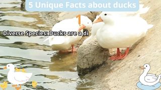 5 Unique Facts about ducks
