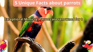 5 Unique Facts about parrots 2