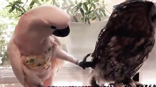 Funny Parrot Viral Video 4