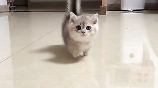 Cute kitten surprise shot