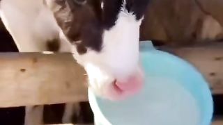 funny cute animals 2